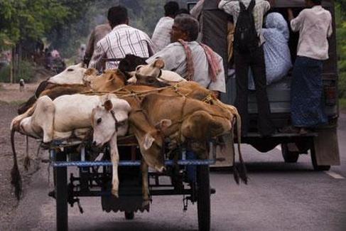 cattle trafficking from Andhra Pradesh to Kerela
