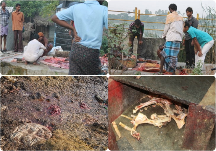 operations in an illegal slaughter house